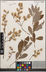 Foto von Salix cinerea L.